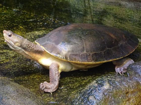 Фото Элсея Брандерхоста