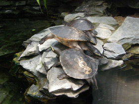 Фото Австралийская короткошейная черепаха