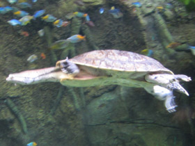 Смотреть фото Жабоголовая черепаха Фото Жабоголовая черепаха