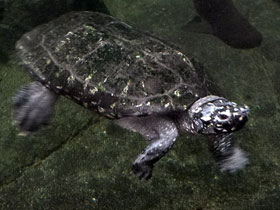 Фото Чёрная пятнистая прудовая черепаха