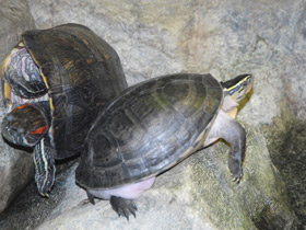 Фото Терекай