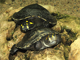 Фото Терекай