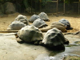 Смотреть фото Слоновая черепаха Фото Слоновая черепаха