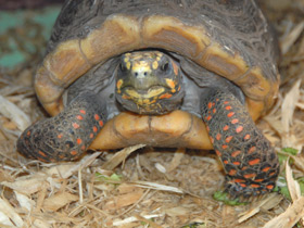 Смотреть фото Угольная черепаха Фото Угольная черепаха