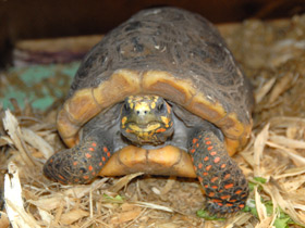 Смотреть фото Угольная черепаха Фото Угольная черепаха