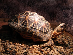 Фото Звездчатая черепаха