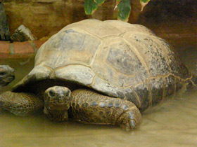 Смотреть фото Сейшельская черепаха Фото Сейшельская черепаха