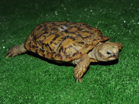 Смотреть фото Эластичная черепаха Фото Эластичная черепаха