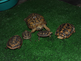 Смотреть фото Эластичная черепаха Фото Эластичная черепаха