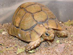 Фото Египетская черепаха